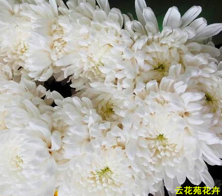 云南鲜花-白菊