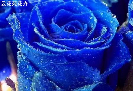 昆明蓝色妖姬玫瑰