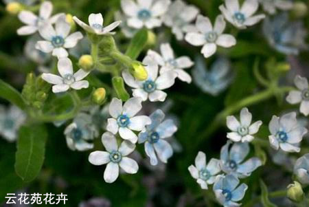 昆明鲜花-蓝星花