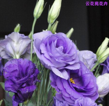 昆明鲜花-浅紫色洋桔梗