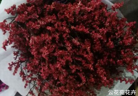 云南鲜花-紫红色水晶草