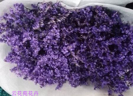 云南鲜花-紫色水晶草