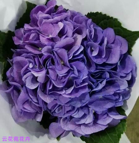 昆明鲜花-紫色绣球