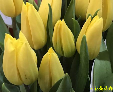 昆明鲜花-黄色郁金香