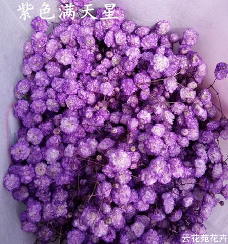 云南鲜花-紫色满天星