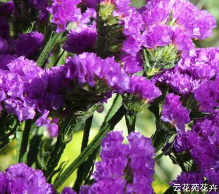 云南鲜花-紫色勿忘我